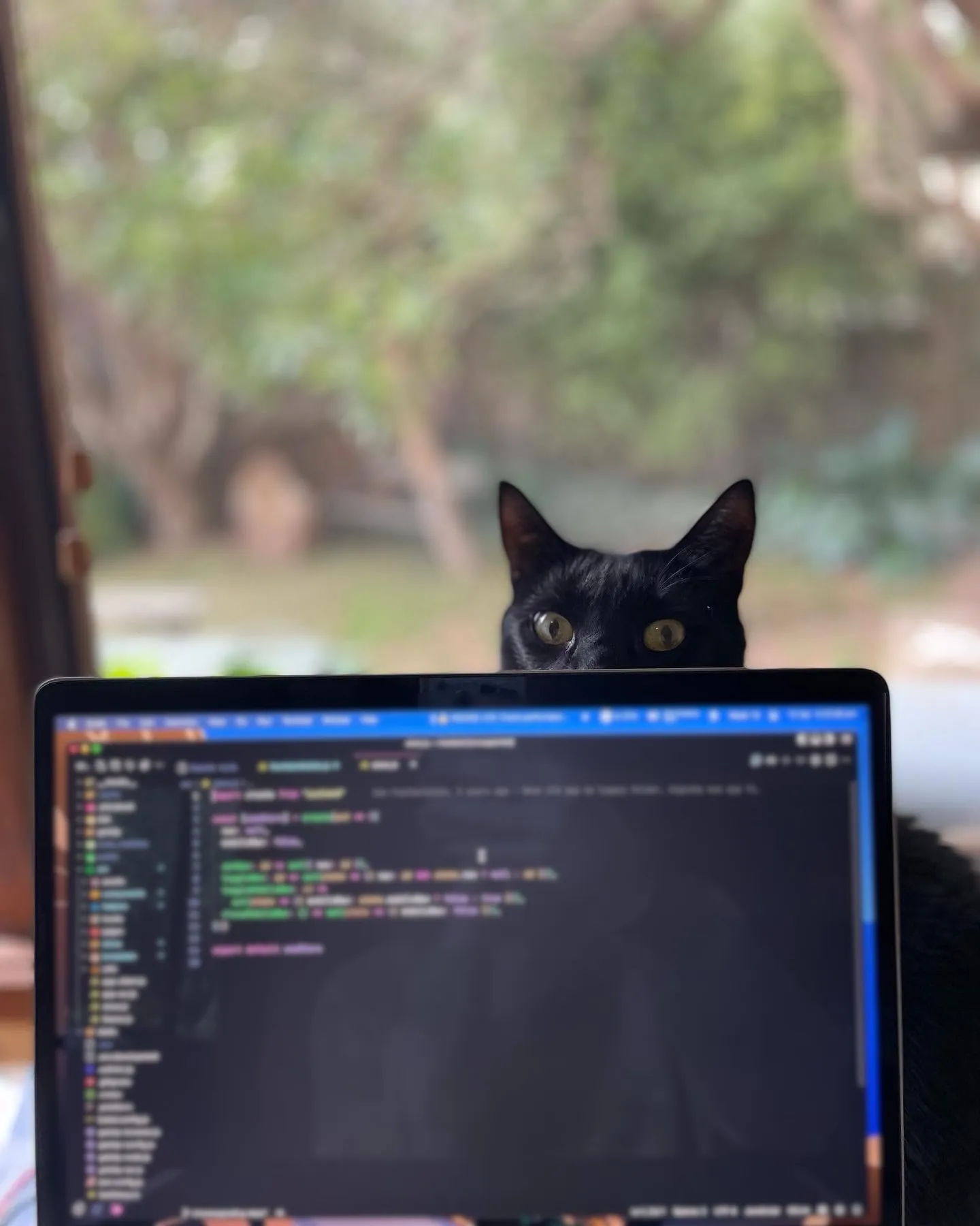 My black cat Lulu peeping over something.